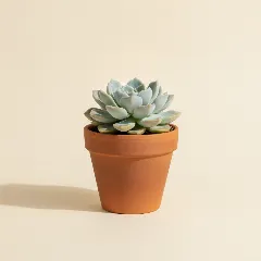 Echeveria