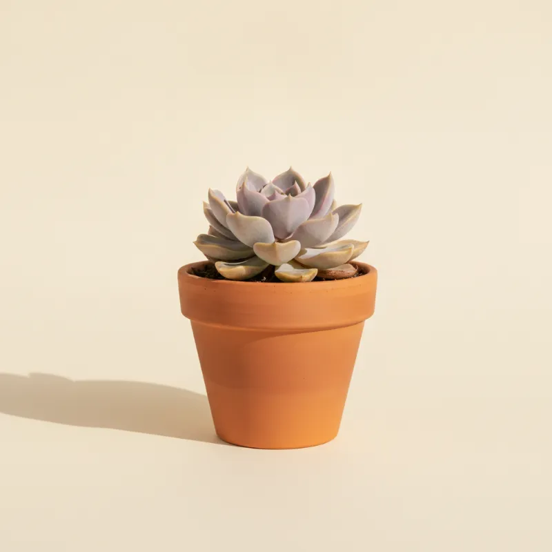 Echeveria — Echeveria 'Lilac Wonder' (illustratie)