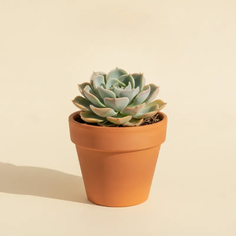 Echeveria — Echeveria 'Lovely Rose' (illustratie)