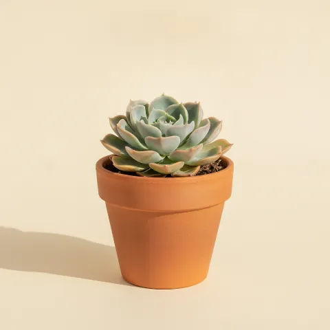 Echeveria