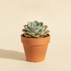 Echeveria