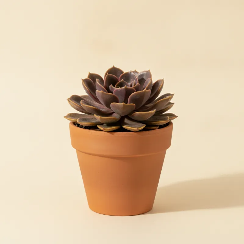 Echeveria — Echeveria 'Marrom' (illustratie)