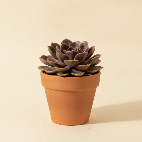 Echeveria