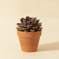 Echeveria
