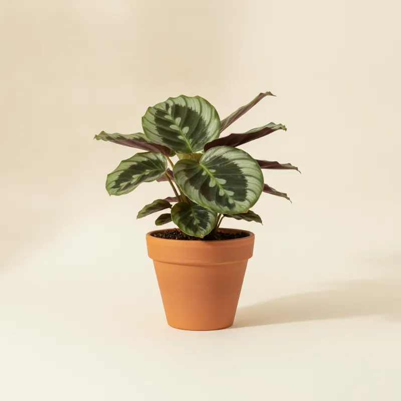Calathea — Calathea 'Medallion' (illustratie)
