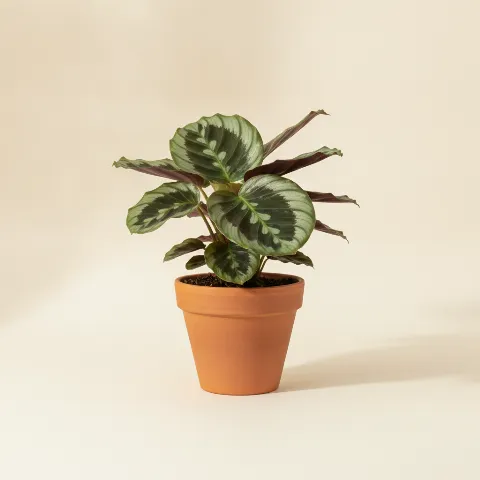 Calathea β Calathea 'Medallion' (illustratie)