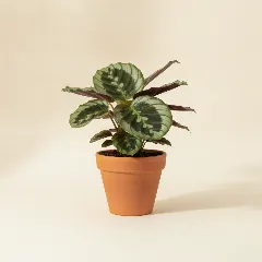 Calathea