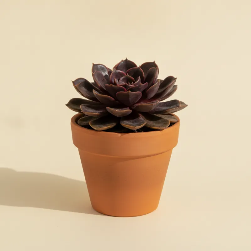 Echeveria — Echeveria 'Melaco' (illustratie)