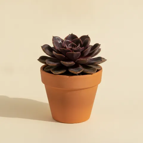 Echeveria
