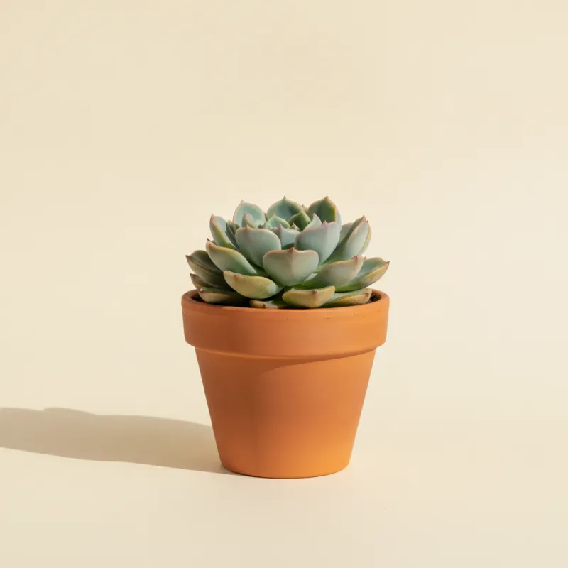 Echeveria — Echeveria 'Mensa' (illustratie)