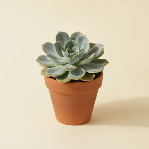 Echeveria