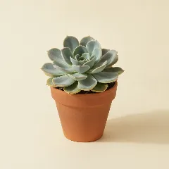 Echeveria