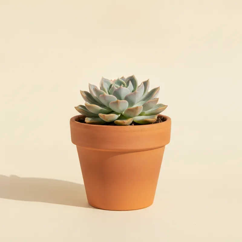 Echeveria — Echeveria 'Minima' (illustratie)