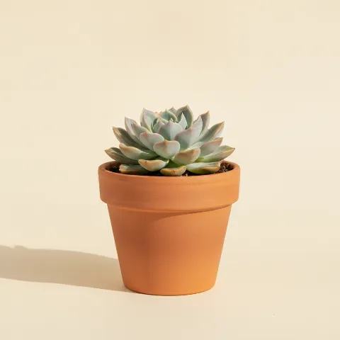 Echeveria