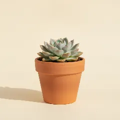 Echeveria