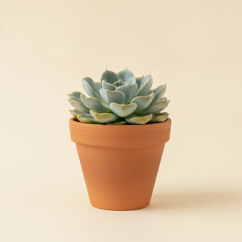 Echeveria — Echeveria 'Monroe' (illustratie)