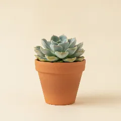Echeveria