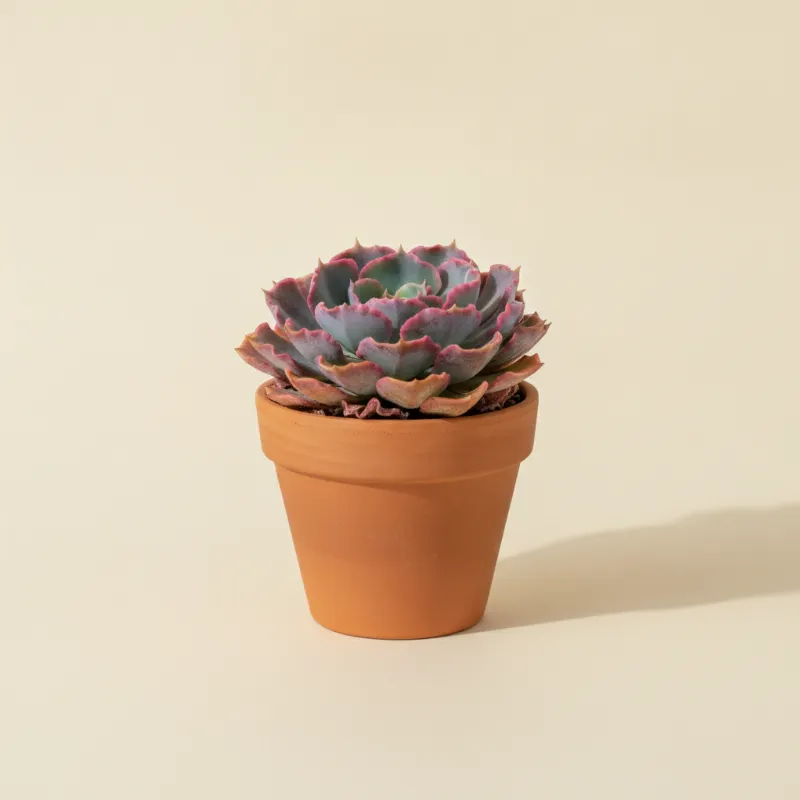 Echeveria — Echeveria 'Neon Breakers' (illustratie)