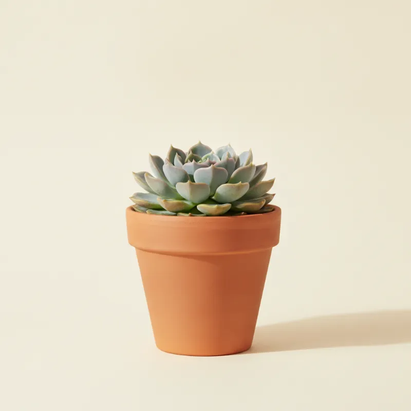 Echeveria — Echeveria 'Orion' (illustratie)
