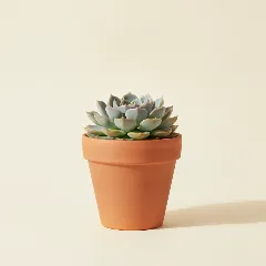 Echeveria