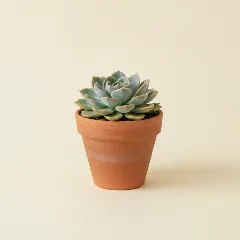 Echeveria