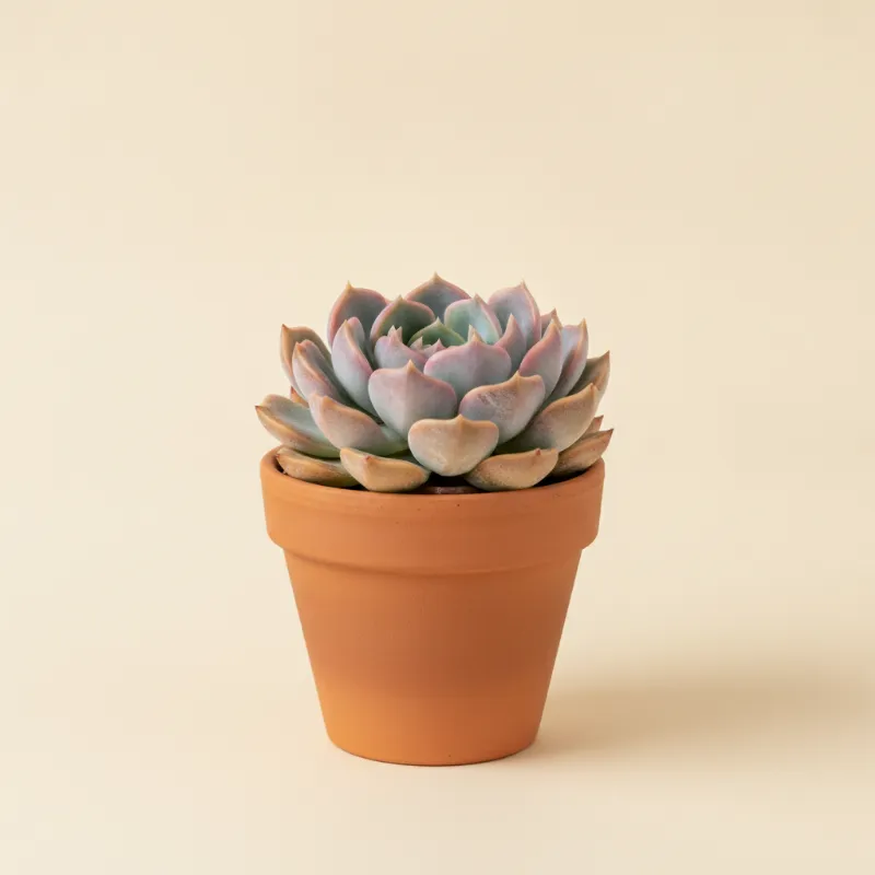 Echeveria — Echeveria 'Pink Champagne' (illustratie)