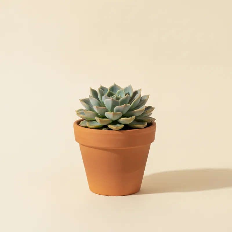 Echeveria — Echeveria 'Pollux' (illustratie)