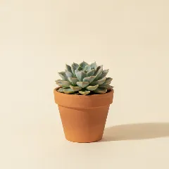 Echeveria