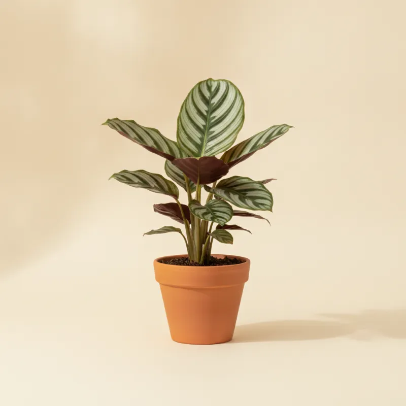 Calathea — Calathea majestica 'Whitestar' (illustratie)