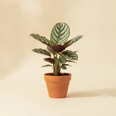 Calathea β Calathea majestica 'Whitestar' (illustratie)