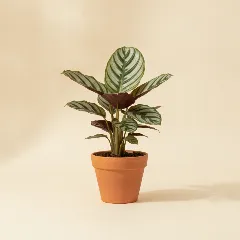 Calathea