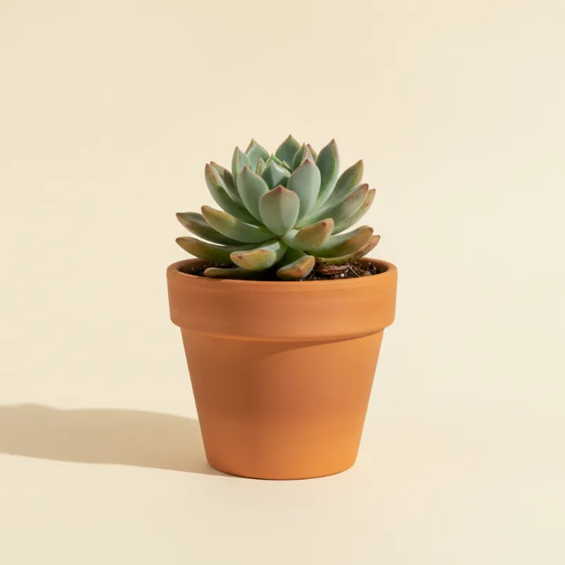 Echeveria — Echeveria 'Pulv-Oliver' (illustratie)