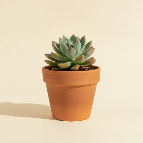 Echeveria