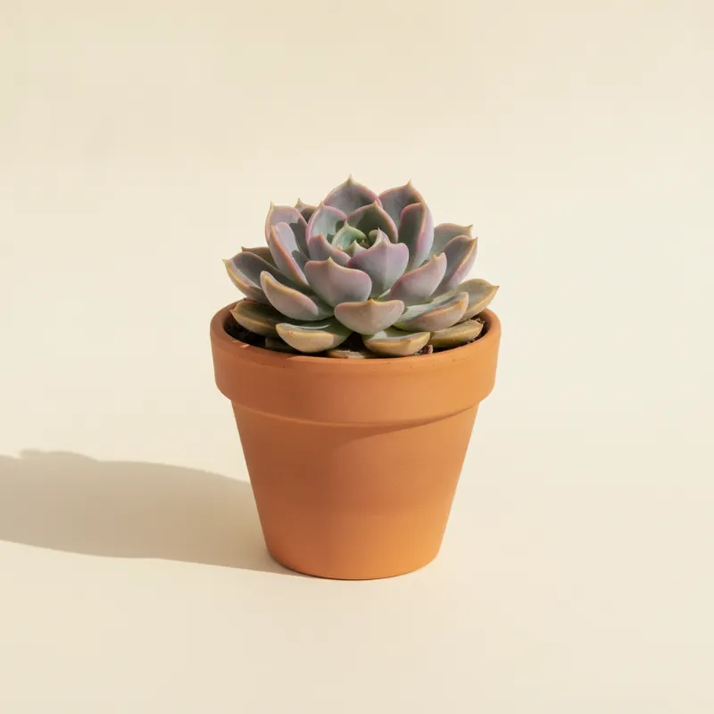 Echeveria — Echeveria 'Ramillete' (illustratie)
