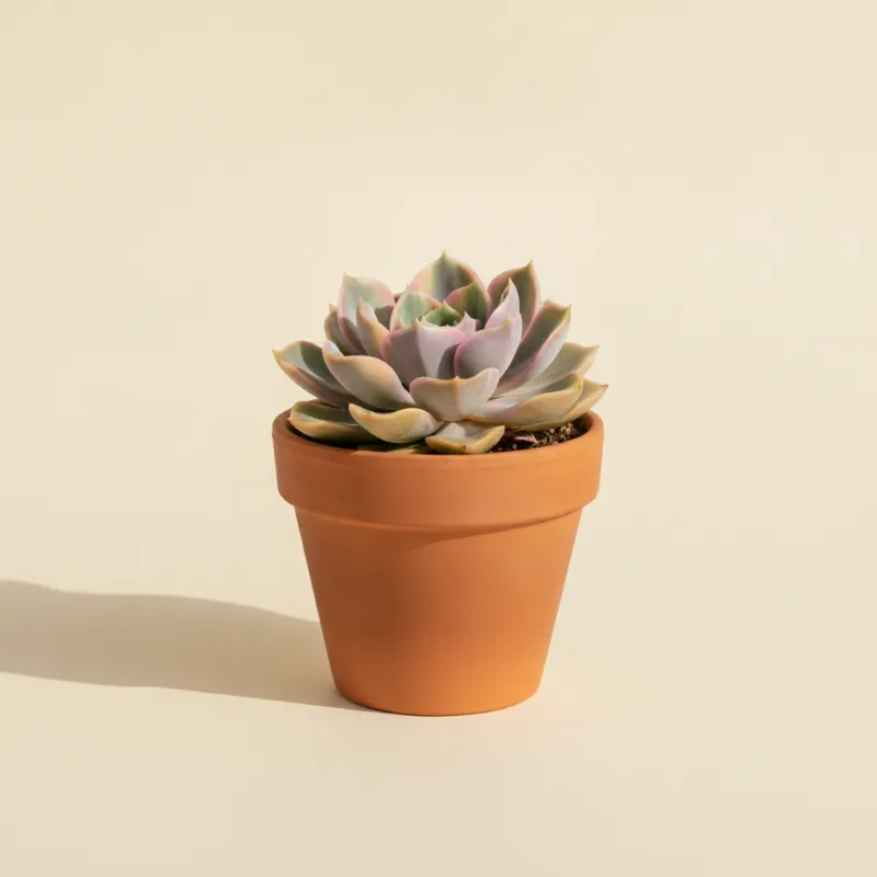 Echeveria — Echeveria 'Rainbow' (illustratie)