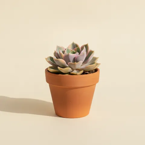 Echeveria