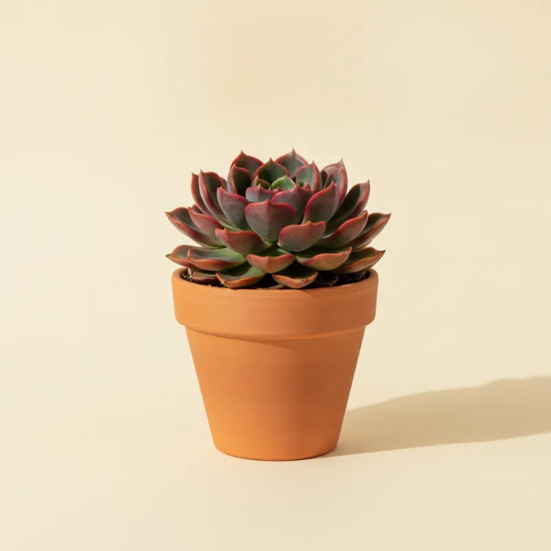Echeveria — Echeveria 'Red Sky' (illustratie)