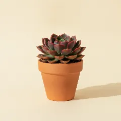 Echeveria