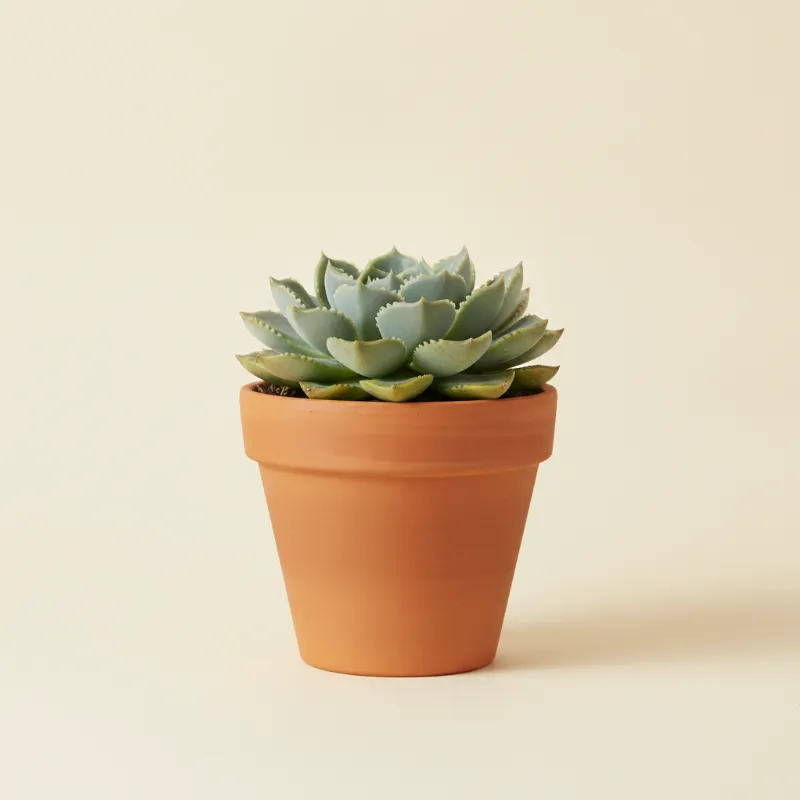 Echeveria — Echeveria 'Serrana' (illustratie)