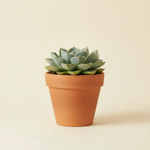 Echeveria