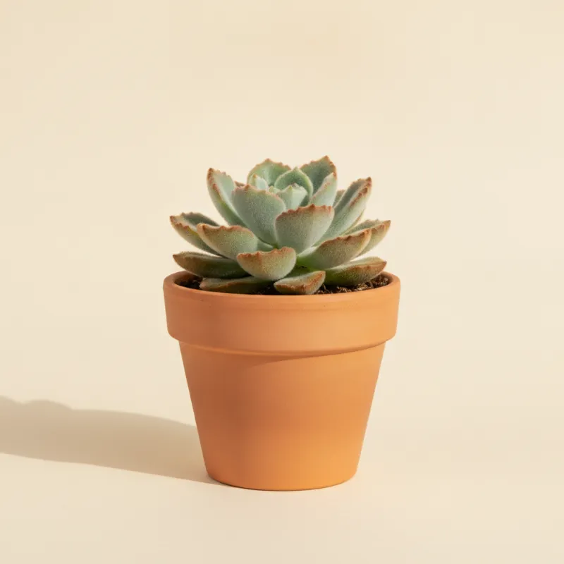 Echeveria — Echeveria 'Set-Oliver' (illustratie)