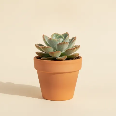 Echeveria