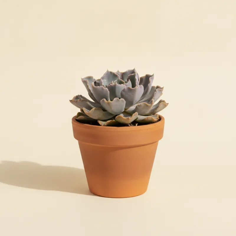 Echeveria — Echeveria 'Shaviana' (illustratie)
