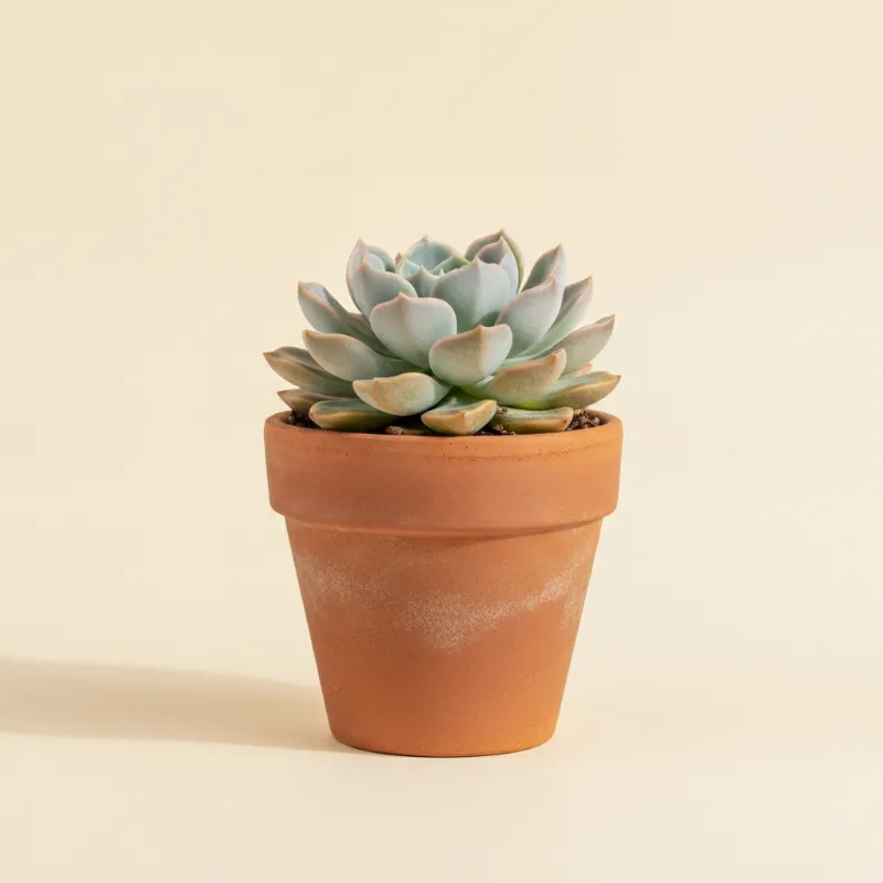 Echeveria — Echeveria 'Subsessilis' (illustratie)