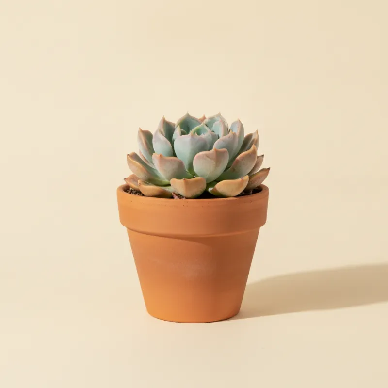 Echeveria — Echeveria 'Uncured Jelly' (illustratie)
