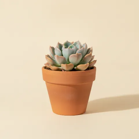 Echeveria