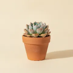 Echeveria