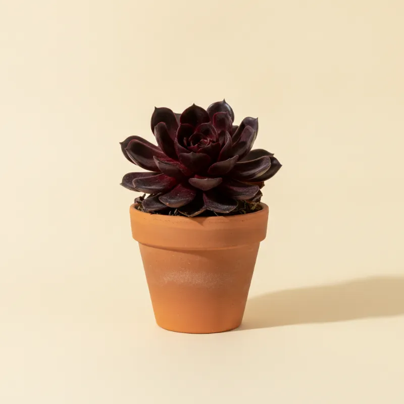 Echeveria — Echeveria 'Vampire Red Ball' (illustratie)