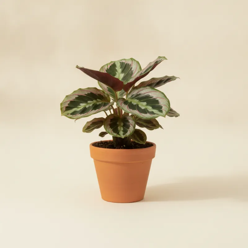 Calathea — Calathea roseopicta (illustratie)