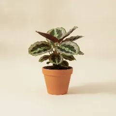 Calathea